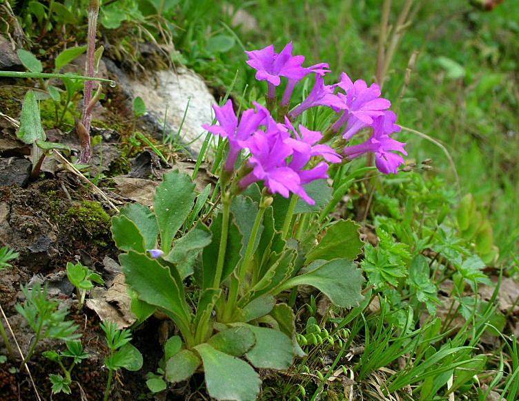 Primula daonensis / Primula della Val Daone